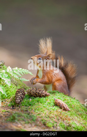 Eichhörnchen (Sciurus Vulgaris) saßen Essen und Pinienkernen in Wald-Einstellung. Yorkshire Dales, North Yorkshire, Großbritannien Stockfoto