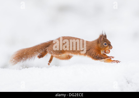 Eichhörnchen (Sciurus Vulgaris) laufen durch den Schnee im Wald Einstellung. Yorkshire Dales, North Yorkshire, Großbritannien Stockfoto