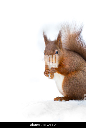 Eichhörnchen (Sciurus Vulgaris) saß posiert in Schnee im Wald Einstellung. Yorkshire Dales, North Yorkshire, Großbritannien Stockfoto