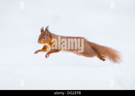 Eichhörnchen (Sciurus Vulgaris) laufen durch den Schnee im Wald Einstellung. Yorkshire Dales, North Yorkshire, Großbritannien Stockfoto