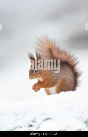 Eichhörnchen (Sciurus Vulgaris) saß posiert in Schnee im Wald Einstellung. Yorkshire Dales, North Yorkshire, Großbritannien Stockfoto