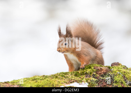 Eichhörnchen (Sciurus Vulgaris) saß posiert in Schnee im Wald Einstellung. Yorkshire Dales, North Yorkshire, Großbritannien Stockfoto