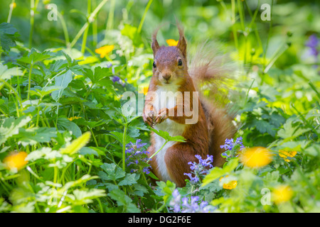 Eichhörnchen (Sciurus Vulgaris) saß im blühenden Butterblumen inmitten der Wälder. Yorkshire Dales, North Yorkshire, Großbritannien Stockfoto