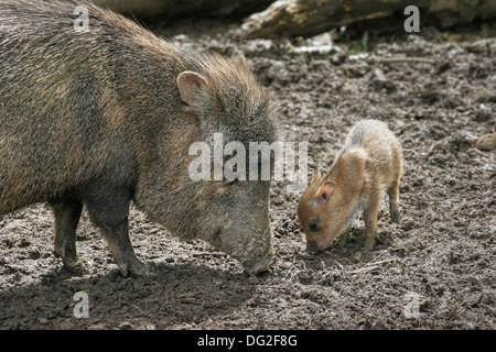 Gefangenschaft Erwachsenen Eber / Schwein mit Baby riechen Boden Stockfoto