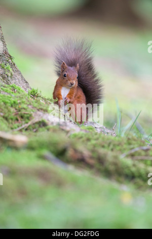 Eichhörnchen (Sciurus Vulgaris) saß auf Basis der Baum im Wald Einstellung. Yorkshire Dales, North Yorkshire, Großbritannien Stockfoto