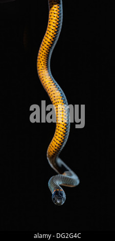 Ein ring-necked Schlange aus Nordkalifornien Stockfoto