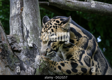 Leopard (Neofelis Nebulosa), getrübt Gefangene Tier, England, Vereinigtes Königreich Stockfoto