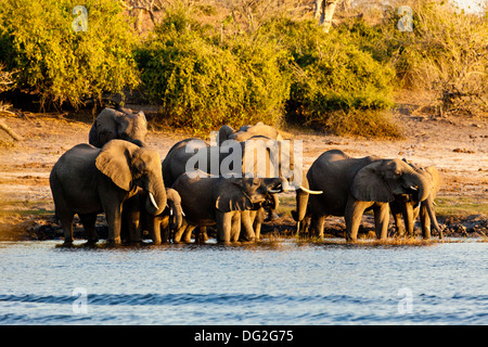 Eine Zucht-Herde von afrikanischen Elefanten (Loxodonta Africana) trinken am Ufer des Chobe River in Botswana Stockfoto