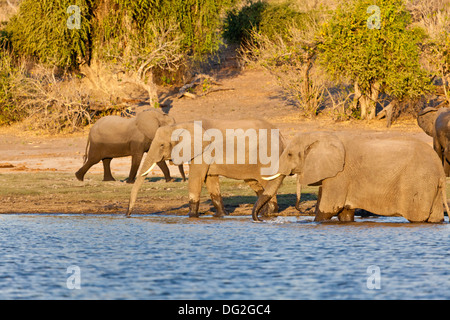 Eine Zucht-Herde von afrikanischen Elefanten (Loxodonta Africana) trinken am Ufer des Chobe River in Botswana Stockfoto