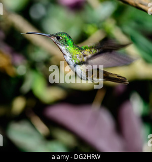 Kolibri im Flug, Ecuador Nebelwald Stockfoto