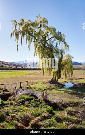 Willow Tree im Frühjahr neben der Autobahn 8 in der Nähe von Tarras, in der Nähe von Wanaka, Central Otago, Südinsel, Neuseeland, mit einer Bergkulisse. Stockfoto