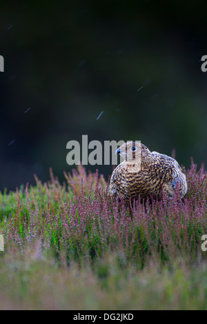 Moorschneehuhn (Lagopus Lagopus Scotica) in blühenden Heidekraut Moorland. Weibliche Henne im Regen. Yorkshire Dales UK Stockfoto