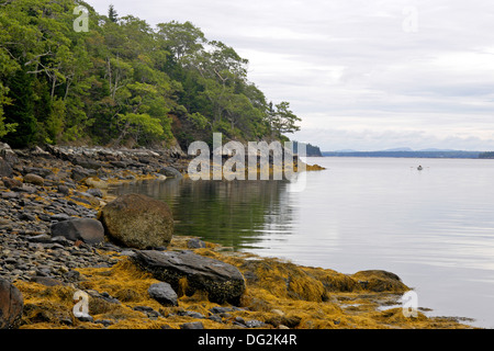 Bartletts Insel Penobscott Bay Maine Küste New England USA Stockfoto