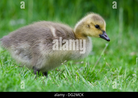 Kanadische Gänse, Branta canadensis, Baby Gosling auf Gras, River Ant, Norfolk Broads. Mai. Stockfoto