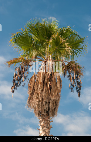 Palme, die isoliert auf blauen Himmel Stockfoto