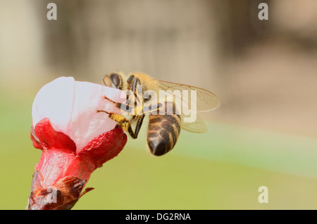 Honigbiene sammelt Nektar aus einer Apfelblüte im Frühjahr gebucht Stockfoto