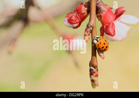 Invasive asiatische Marienkäfer auf Apfelbaum im Frühling Stockfoto