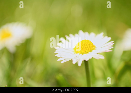 Ein paar Gänseblümchen auf der Wiese Nahaufnahme horizontalen Stockfoto