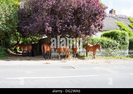 New Forest Ponys auf der Straße außerhalb eine strohgedeckte Hütte, New Forest, Hampshire, england Stockfoto