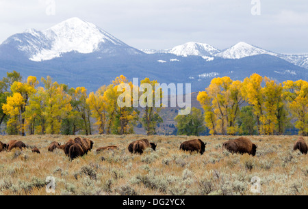 Bisons grasen vor Pappeln und die Teton Mountains Stockfoto