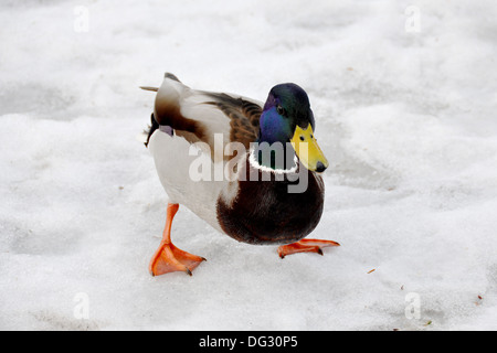 Männliche Stockente gehen auf Schnee Stockfoto