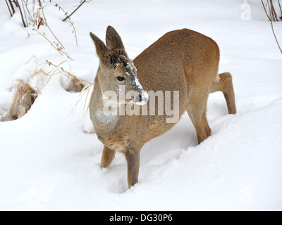 Reh Capreolus capreolus in tiefem Schnee Stockfoto