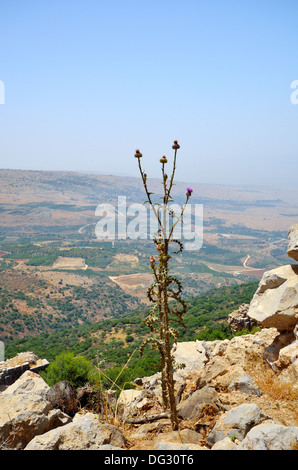 Silybum Marianum auch Mariendistel, Heilige Distel und gesegnete Distel. Golan Höhe, Israel. Stockfoto