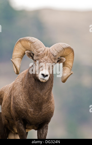 Rocky Mountain Bighorn Schafe Ram (Ovis Canadensis Canadensis) auf Wildhorse Insel im Flathead Lake Montana Stockfoto