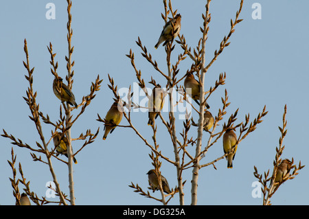 12 Cedar waxwings in einem Baum gehockt Stockfoto