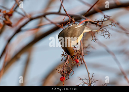 Zeder Seidenschwanz (Bombycilla Cedrorum) Eberesche Beere Essen Stockfoto