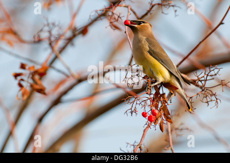 Zeder Seidenschwanz (Bombycilla Cedrorum) Eberesche Beere Essen Stockfoto