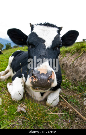 Holstein Kuh Gesicht Stockfoto