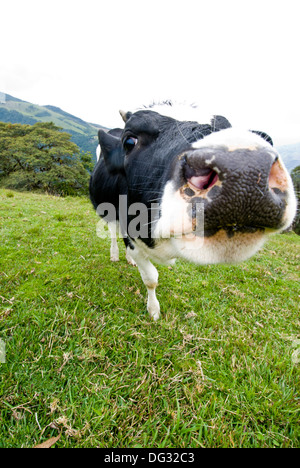 Holstein Kuh Nase Stockfoto