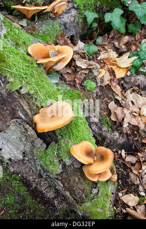 Pilze in den Wäldern, die auf Bäumen wachsen Stockfoto