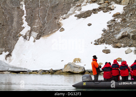 Expedition Schiff Passagiere beobachten Eisbär im Holmiabukta, Svalbard Stockfoto