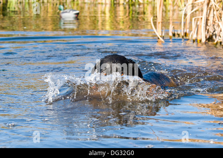 Schwarze Labrador Retriever Stockente am Billingsley Creek im südlichen Idaho abrufen Stockfoto