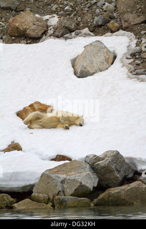 Junge weibliche Eisbär auf Rollen reinigen Schnee am Holmiabukta Stockfoto