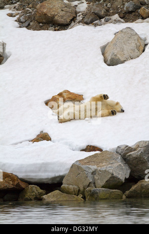 Junge weibliche Eisbär auf Rollen reinigen Schnee am Holmiabukta Stockfoto