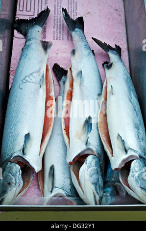 Frisch gefangen an der kanadischen Westküste - Coho Wildlachs auf dem Fischmarkt am Fishermans Wharf in Steveston, BC. Stockfoto