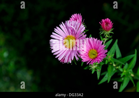 Nahaufnahme von rosa Aster Blumen, in der Vielfalt bekannt als Harringtons Pink oder New England Aster.  Aster Novae-Angliae. Stockfoto