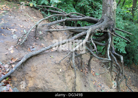 Baum hielt in Luft als Wurzeln ausgesetzt durch Erdrutsch, West End, Esher, Surrey, England, Großbritannien, Deutschland, UK, Europa Stockfoto