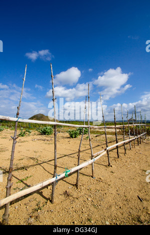 Einsame Landschaft der Insel Lombok. Indonesien Stockfoto