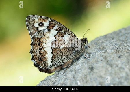 Großen gebändert Äsche Schmetterling (Brintesia Circe). Spanien Stockfoto