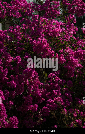 Hula-Spiel und Bird Reserve Israel Obergaliläa florae Stockfoto