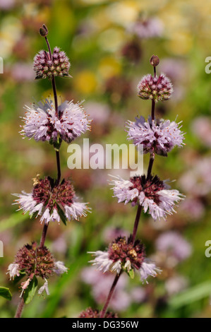 Blumen Poleiminze (Mentha Pulegium) Stockfoto