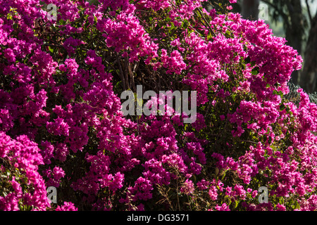 Hula-Spiel und Bird Reserve Israel Obergaliläa florae Stockfoto