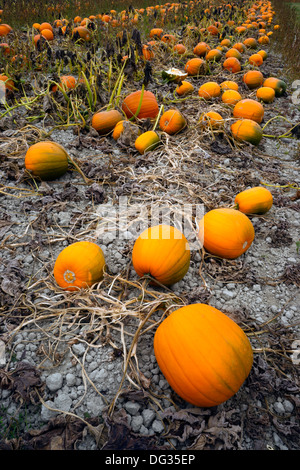 Eine Hof-Feld-reif für die Ernte im Herbst Stockfoto