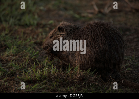 Nutria, Hula Naturschutzgebiet, Upper Galilee, Israel, Great Rift Valley, Agamon Hahula. Stockfoto