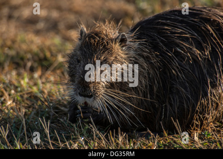 Nutria, Hula Naturschutzgebiet, Upper Galilee, Israel, Great Rift Valley, Agamon Hahula. Stockfoto