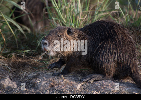 Nutria, Hula Naturschutzgebiet, Upper Galilee, Israel, Great Rift Valley, Agamon Hahula. Stockfoto